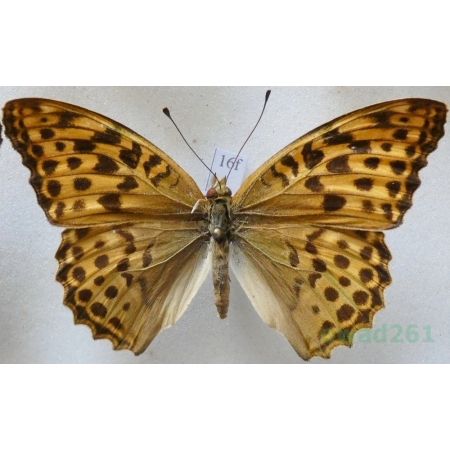 Argynnis paphia (Linnaeus, 1758) female Dostojka malinowiec Czech16f